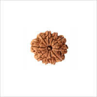 Ten Mukhi Rudraksha - Rudraksha Material, Religious Style, Brown Color | Exclusive For Back Pain Relief And Anxiety Management