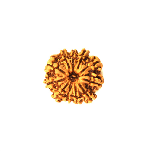 11 Mukhi Rudraksha Nepali