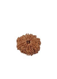 12 Mukhi Rudraksha Nepali - Material: Rudhraksha