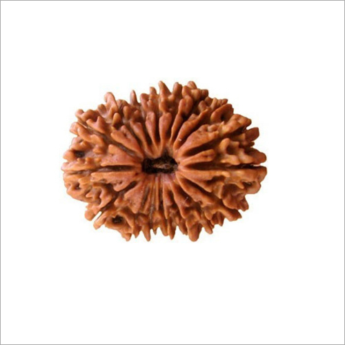 17 Mukhi Rudraksha Nepali