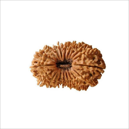 19 Mukhi Rudraksha Nepali