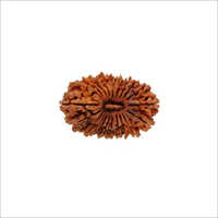 21 Mukhi Rudraksha Nepali - Material: Rudhraksha