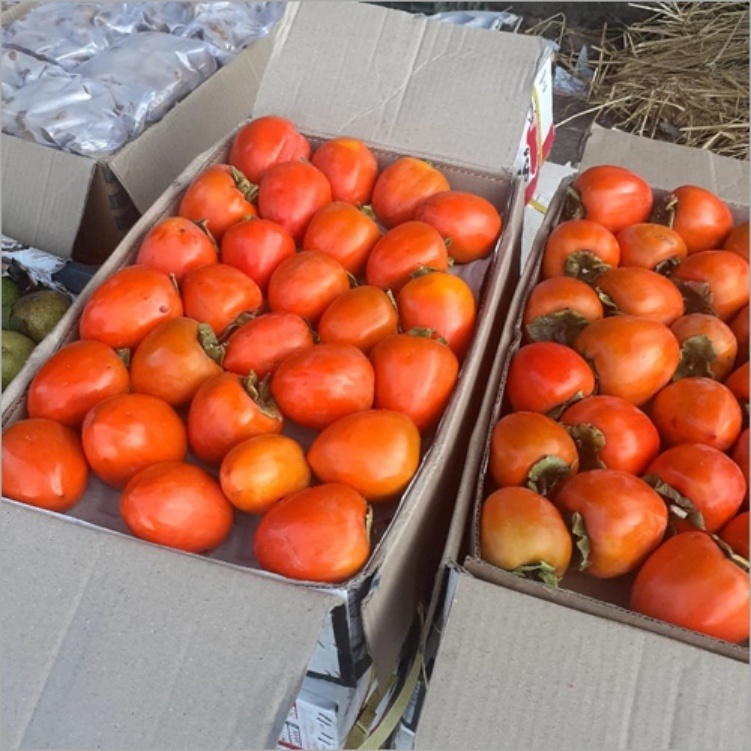 Japanese Persimmon Fruit - Color: Red