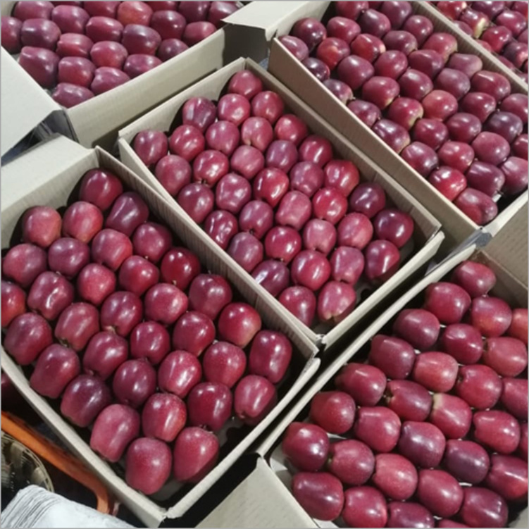 Natural Red Apple - 25-30 kg Box , Organic Cultivation, Cold Stored , Sweet Flavor, Red Color , Shelf Life of 3-5 Months