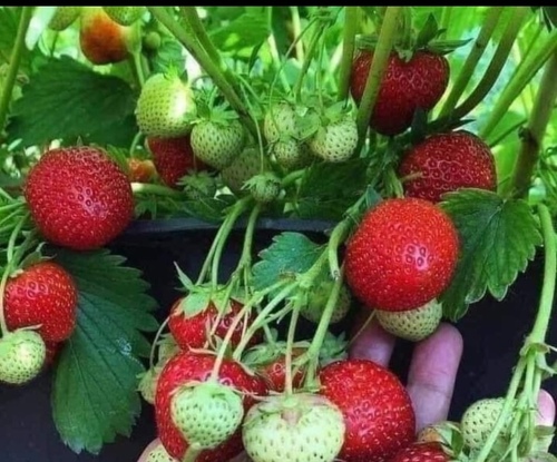 Strawberry plants