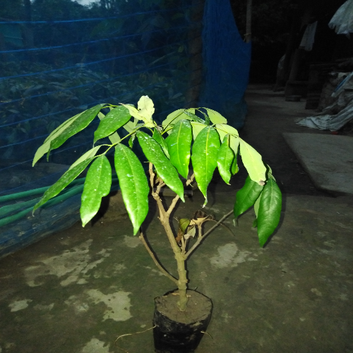 Muzaffarpur Litchi Plants