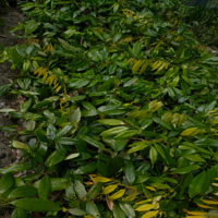 Bombay Litchi plants