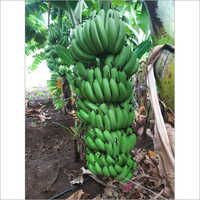 Fresh Green Banana