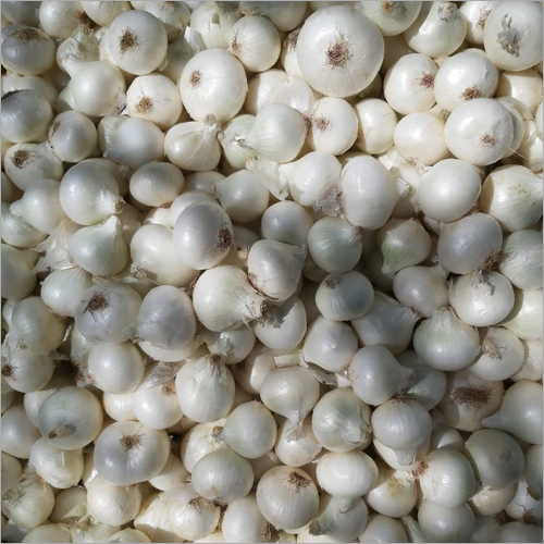 White Garlic By KLASS EXIM CORPORATE PVT LTD