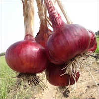 Natural Red Onion