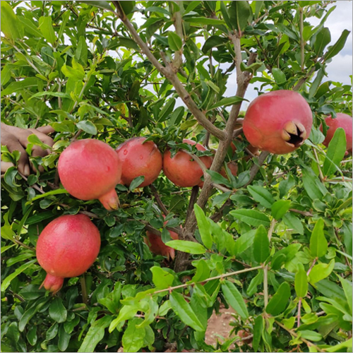 Fresh Pomegranate