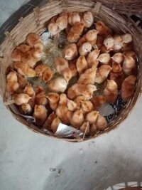 Rhode Island Red Chicks Gender: Male