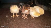 Multicolor Sonali Chicks