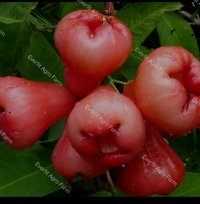 Red water Apple Plants