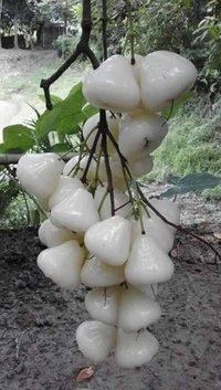 White Water Apple Plants