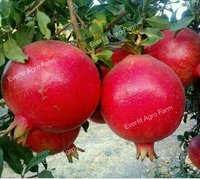 Super Bhagwa Anar Plant (Pomegranate)