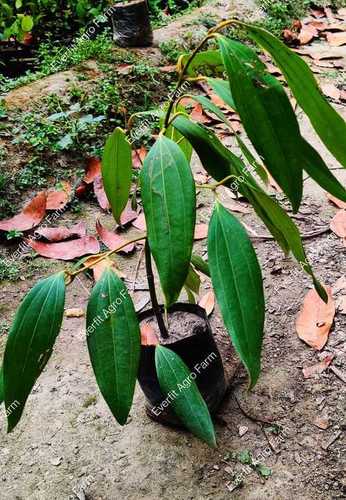 Tajpata Plants