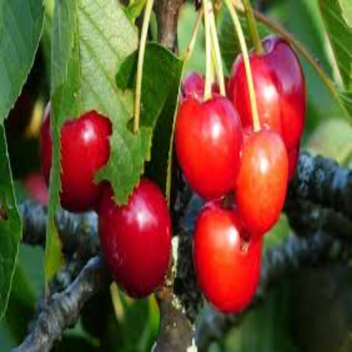 Cherry Fruit Plants