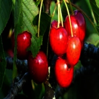 Cherry Fruit Plants