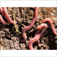 Eisenia Earthworms Vermicompost