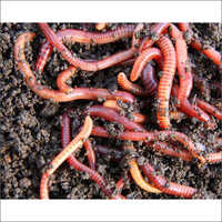 Live Earthworms Vermicompost