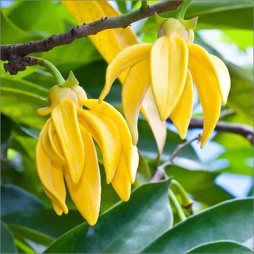 YlangYlang Fragrances