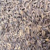 Common Chakao Black Rice