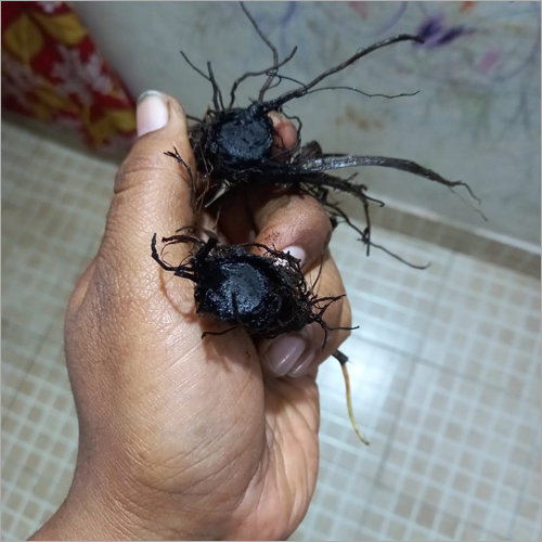 Pure Black Turmeric