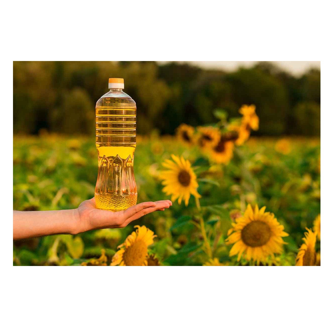 100% Pure Refined Sunflower Oil