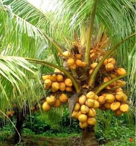 vietnam coconut