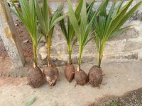 Deshi Coconut Plants