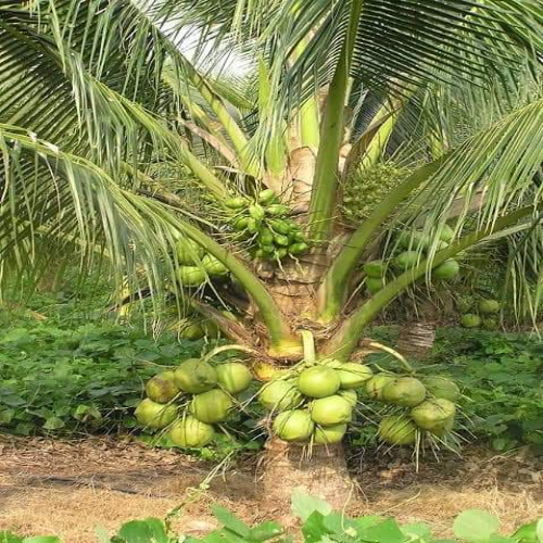 Karala Coconut Plants