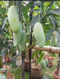 Banana Mango Plantts