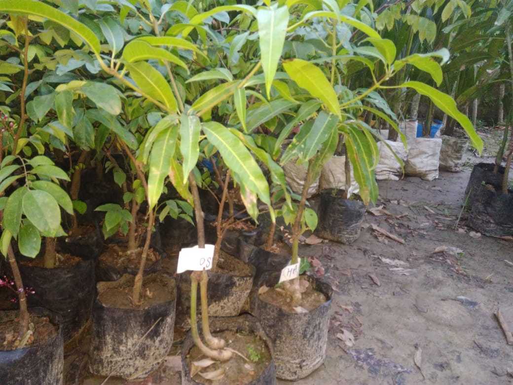Miyazaki Mango Plant