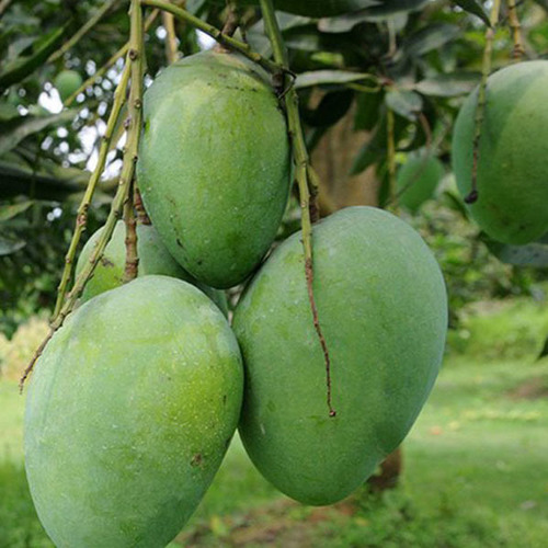 Himsagar Mango Plants