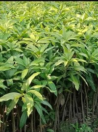 Himsagar Mango Plants