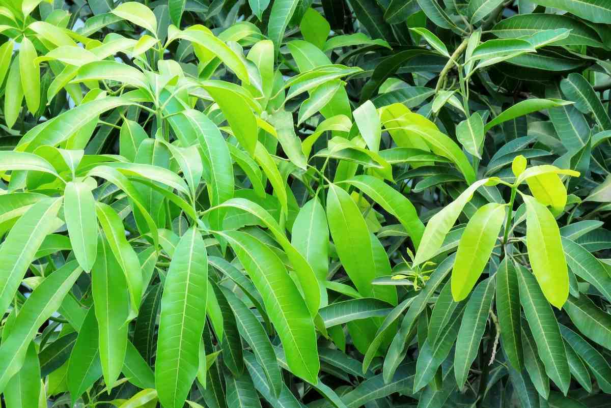 Himsagar Mango Plants