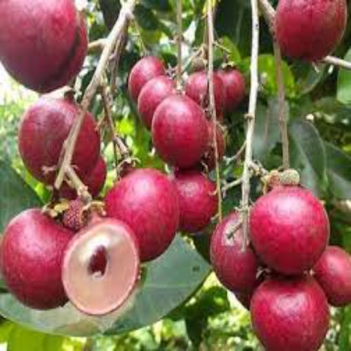 Red Longan Fruit Plants