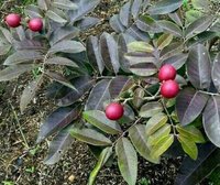 Red Longan Fruit Plants