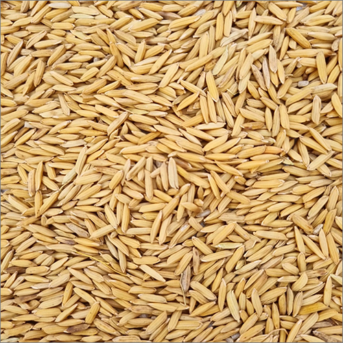 Common Paddy Rice