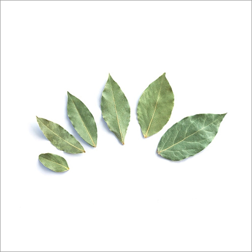 Indian Bay Leaves