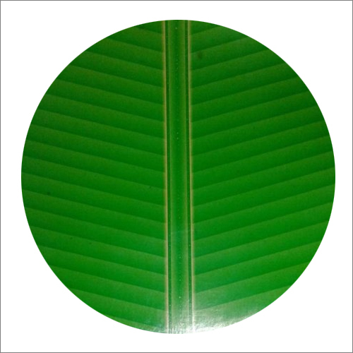 Circle Paper Plate Raw Material