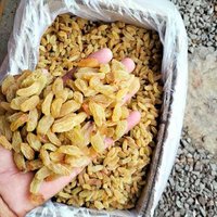 Dried Long Golden Raisins - Seedless Green Grapes, Sweet Taste, Golden Color, Loose Form, 3 Years Shelf Life | Fresh Produce, Easy To Digest, Nutritive