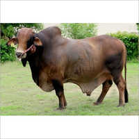 Dairy Farm Sahiwal Bull Gender: Female