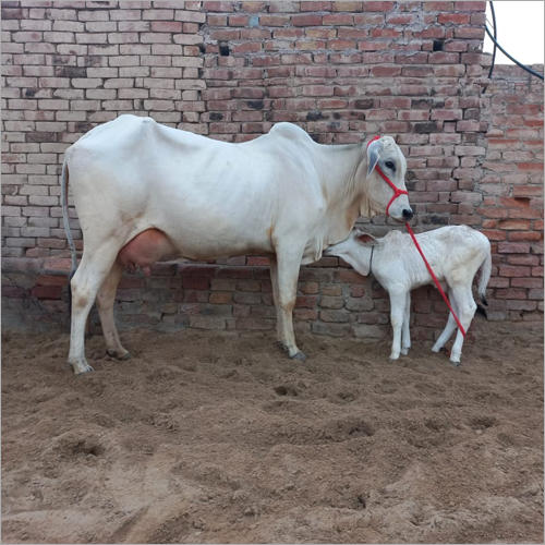 White Tharparkar Cow Gender: Female