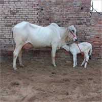 White Tharparkar Cow