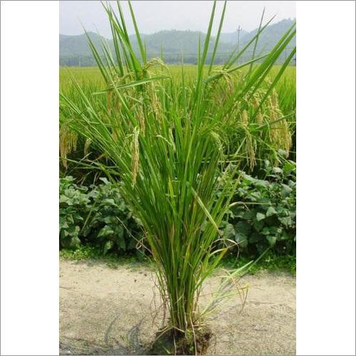 Silsure Plant Growth Promoter