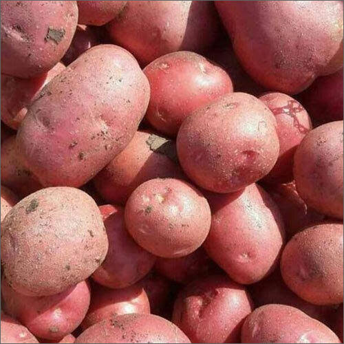 Fresh Red Potato 