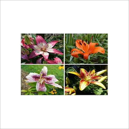 Lilium Oreintal-Asiatic