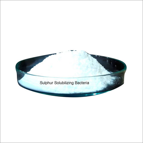 Dextrose Base Sulphur Solubilizing Bacteria